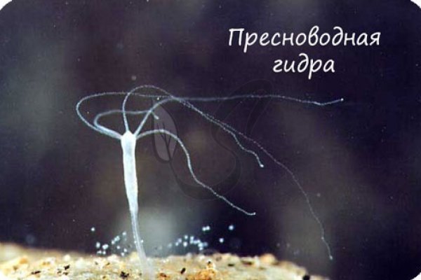 Kraken сайт покупок